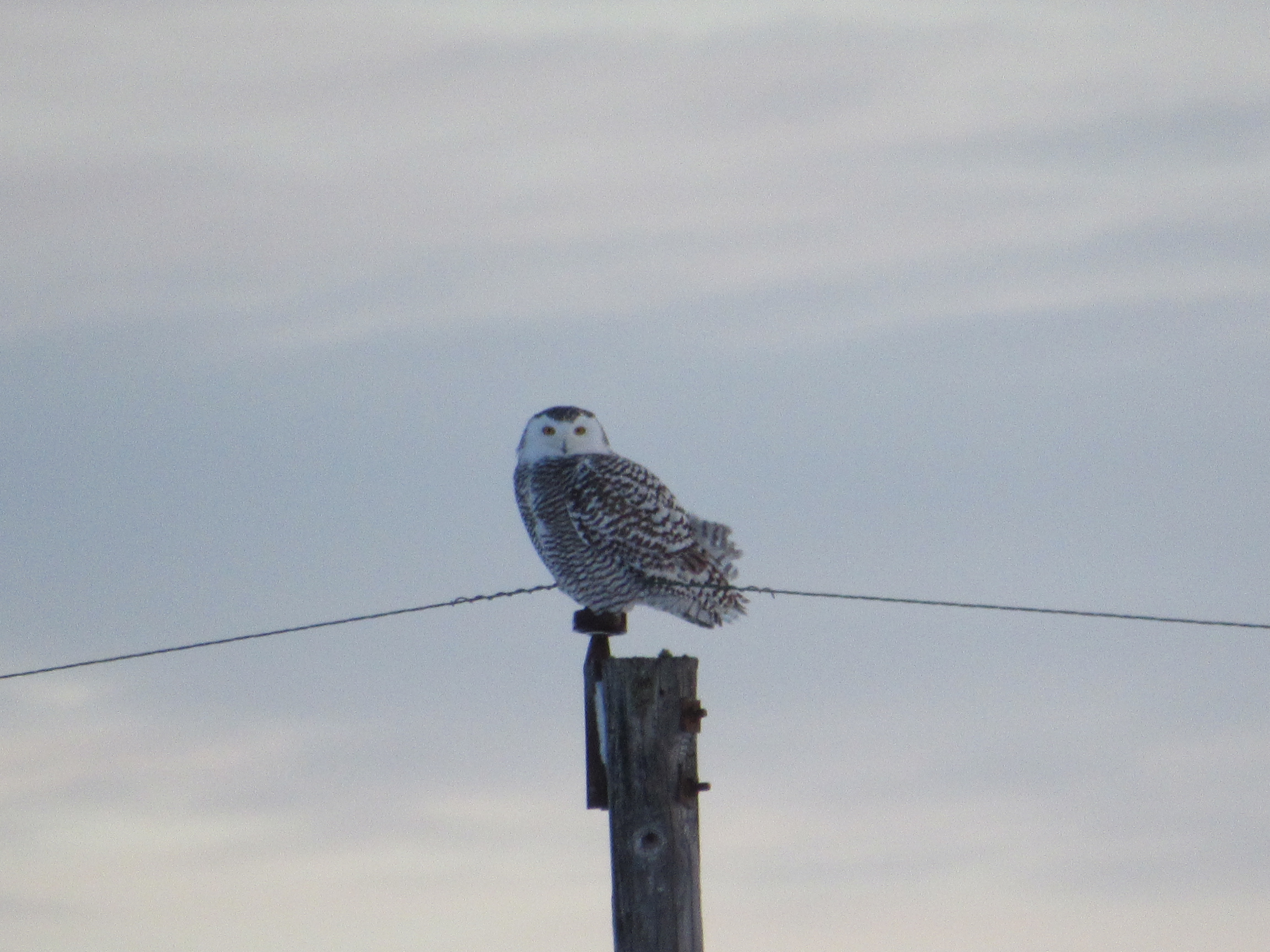 snowy owl 22